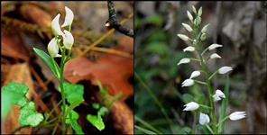 image: Cephalanthera erecta found in Chamoli district