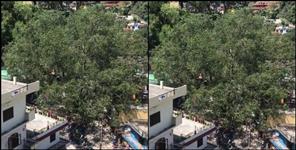 image: Peepal tree in rudraprayag main market