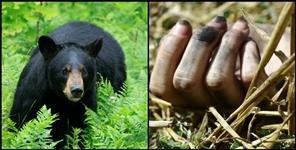 image: Tehri garhwal bear attack and kill a women