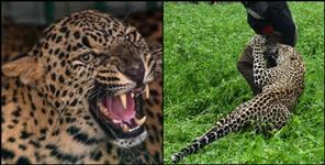 image: Leopard killed old age man in rudraprayag