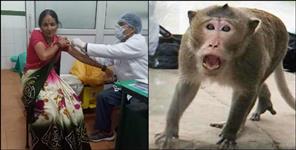 image: Terror of monkeys in almora