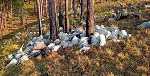 image: 350 goats died due to thunderstorm in Uttarkashi Dunda