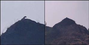 image: Video showing Leopard in Guptkashi