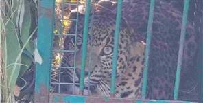 Leopard Captured After Attacking Woman in Uttarakhand