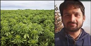 image: Pavitra Joshi of Almora earned profit from Hemp cultivation
