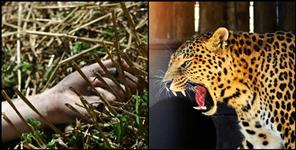 image: Leopard hunted woman in Pithoragarh