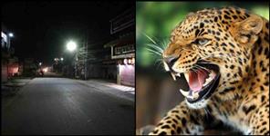image: Night curfew in pithoragarh due to leopard