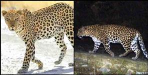 image: Two leopards seen in Tilsyari village of Bageshwar