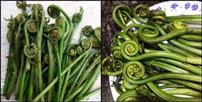 image: Benefits of linguda of uttarakhand