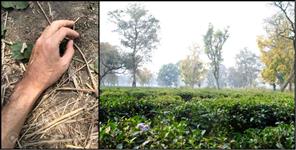 image: Three months old dead body found in ambiwala tea state