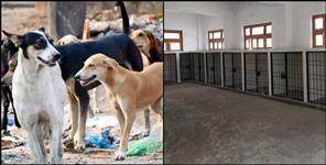 image: Gelding of stray dogs in Pithoragarh