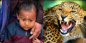 4 year old child died due to leopard attack