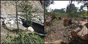 image: 50 thousand hectares of forest land destroyed in Uttarakhand in 20 years says report