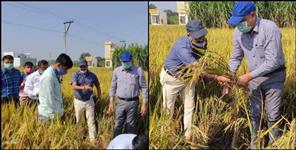 image: Haridwar dm ias vinay Shankar cut crop in fields