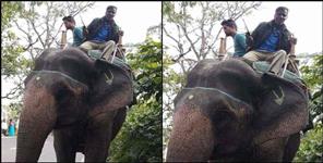 image: corbett national park elephant asha and mahawat sharib