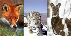 image: Snow Leopard In Nelong Valley uttarkashi Uttarakhand