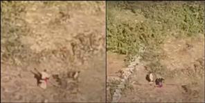image: leopard attack on woman in almora video viral