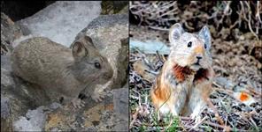 image: Himalayan Pika in Valley of Flowers