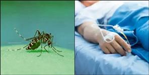 image: 3 cases and 1 suspected patient death careful of dengue and malaria