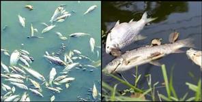 image: 2 thousand fish died in Champawat pond