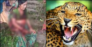 image: Leopard attacks 60-year-old woman in Basukedar