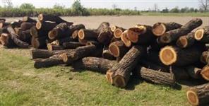 image: Many green trees were cut in Haldwani Sushila Tiwari Hospital