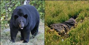 image: Chamoli bear attack on women