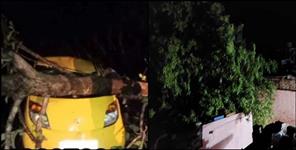 image: Youth dies after tree falls on car in Haldwani