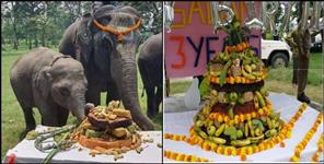 image: Little elephant Sawan birthday in Corbett National Park