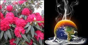 image: Uttarakhand Buransh flower grew two months ago due to global warming