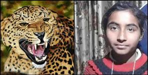 image: Leopard attacked 13 year old girl in Nainital