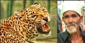 image: Almora Ranikhet Mohan Ram Leopard Attack