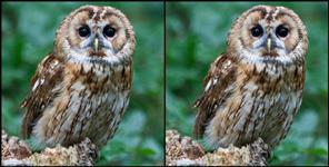 image: People are adopting owls in Dehradun zoo
