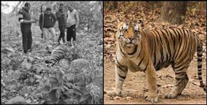image: Tiger dies under suspicious circumstances in Ramnagar