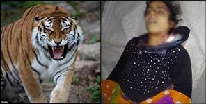image: Tiger attack on 18 year old girl Nikita Sharma in Bhimtal