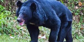Bear Attack in Chamoli Leaves Woman Seriously Injured