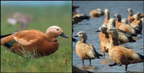 image: surkhab birds seen in asan barrage