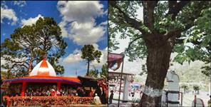 image: Uttarakhand goljyu temple dry tree