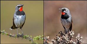 image: Chinese Ruby Throat Bird spotted in Kotdwar