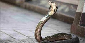 image: King Cobra Snake In Mussoorie Restaurant