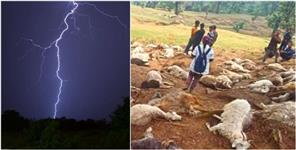 121 Goats Died Due To Lightning In Bageshwar