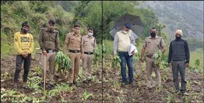 image: Poppy cultivation in Durbil village of Uttarkashi