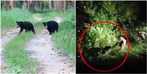 image: Herds of bears seen in Joshimath
