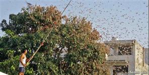 image: Locust attack in Uttarakhand
