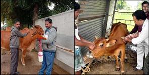 image: Khurpaka disease in animals in garhwal