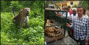 image: Guldar Captured in cage in Almora