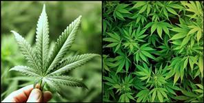image: License to cultivate cannabis in Bageshwar