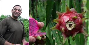 image: Dehradun Manoj Semwal Dragon Fruit Farming