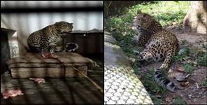 Life imprisonment for 9 leopards in Uttarakhand Chidiyapur
