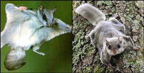 image: Flying squirrel seen in Uttarakhand